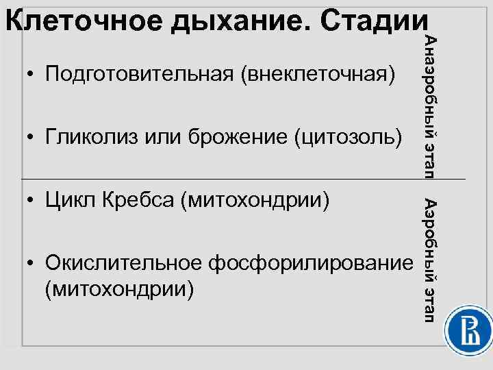  • Подготовительная (внеклеточная) • Гликолиз или брожение (цитозоль) • Окислительное фосфорилирование (митохондрии) Аэробный