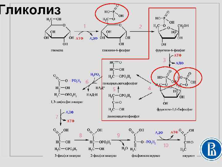 Гликолиз 