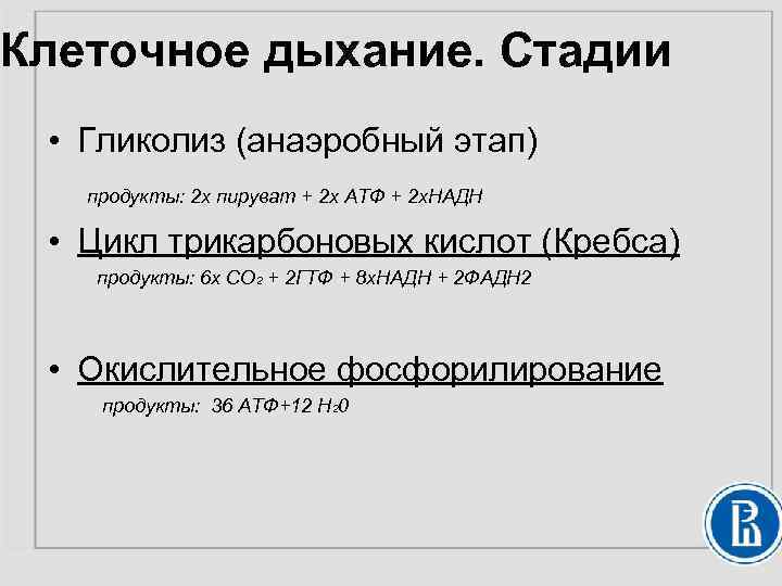 Клеточное дыхание. Стадии • Гликолиз (анаэробный этап) продукты: 2 х пируват + 2 х