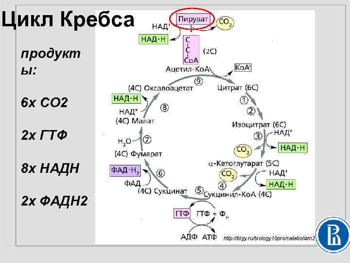 Цикл Кребса продукт ы: 6 х СО 2 2 х ГТФ 8 х НАДН