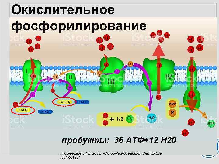 Окислительное фосфорилирование продукты: 36 АТФ+12 Н 20 http: //media. istockphoto. com/photos/electron-transport-chain-pictureid 515581201 