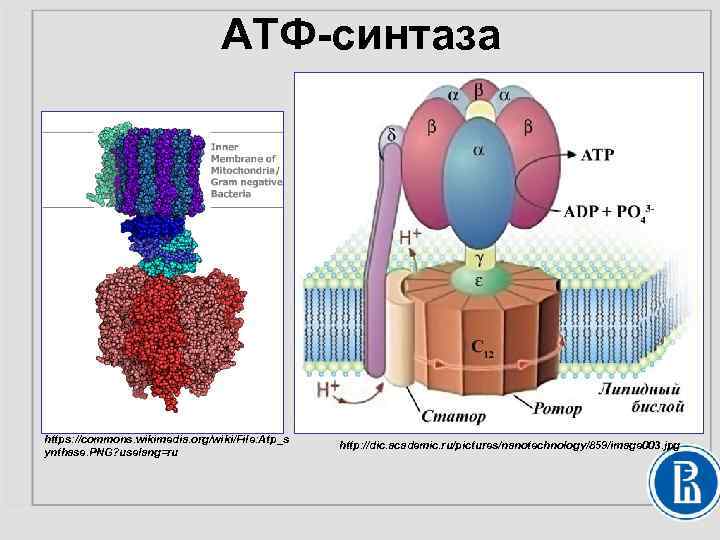 АТФ-синтаза https: //commons. wikimedia. org/wiki/File: Atp_s ynthase. PNG? uselang=ru http: //dic. academic. ru/pictures/nanotechnology/859/image 003.