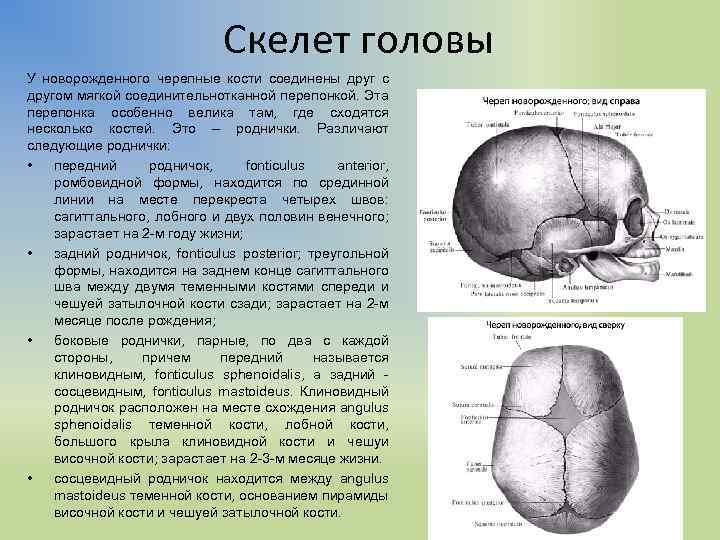 Телефон роднички. Кости головы новорожденного. Роднички у детей анатомия. Кости черепа новорожденного. Строение головы новорожденного ребенка.