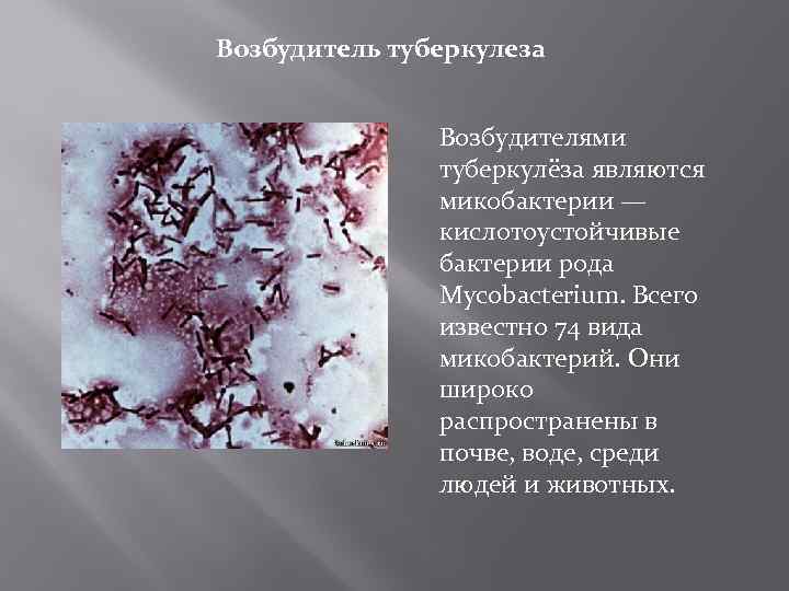 Возбудитель туберкулеза Возбудителями туберкулёза являются микобактерии — кислотоустойчивые бактерии рода Mycobacterium. Всего известно 74