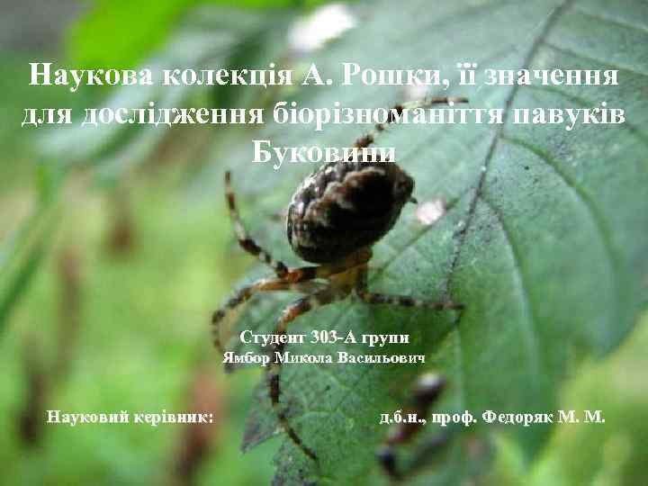 Наукова колекція А. Рошки, її значення для дослідження біорізноманіття павуків Буковини Студент 303 -А