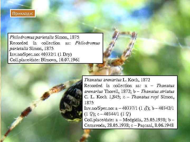 Приклади: Philodromus parietalis Simon, 1875 Recorded in collection as: Philodromus parietalis Simon, 1875 Inv.