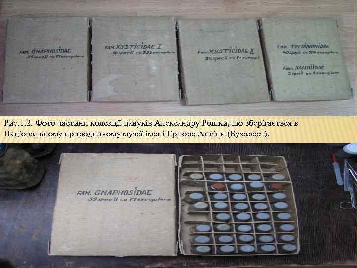 Рис. 1. 2. Фото частини колекції павуків Александру Рошки, що зберігається в Національному природничому