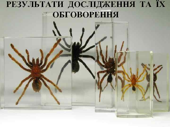 РЕЗУЛЬТАТИ ДОСЛІДЖЕННЯ ТА ЇХ ОБГОВОРЕННЯ 