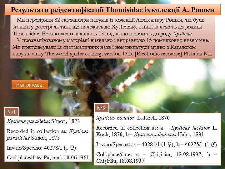 Результати реідентифікації Thomisidae із колекції А. Рошки Ми перевірили 82 екземпляри павуків із колекції