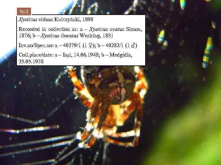 № 3 Xysticus viduus Kulczyński, 1898 Recorded in collection as: a – Xysticus ovatus