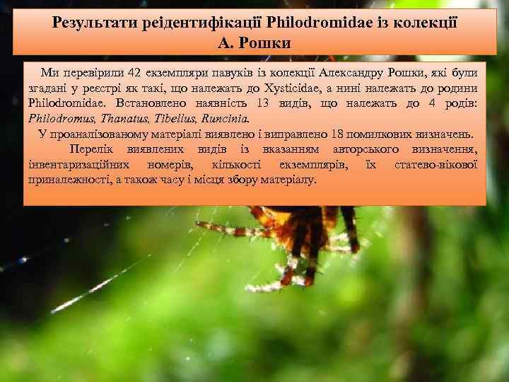 Результати реідентифікації Philodromidae із колекції А. Рошки Ми перевірили 42 екземпляри павуків із колекції