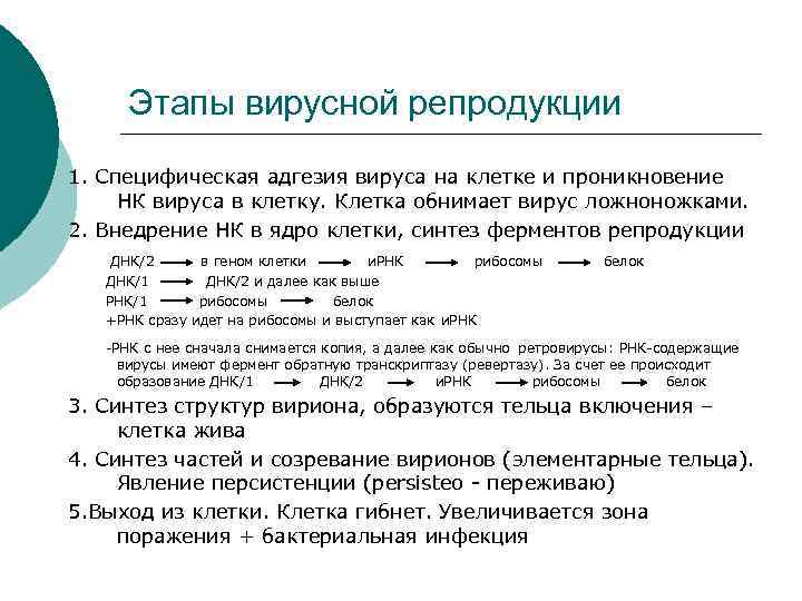 Этапы вирусной репродукции 1. Специфическая адгезия вируса на клетке и проникновение НК вируса в