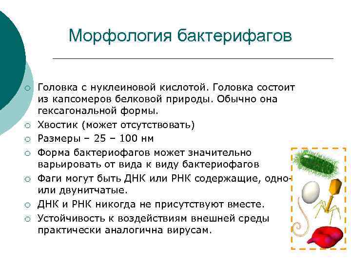 Морфология бактерифагов ¡ ¡ ¡ ¡ Головка с нуклеиновой кислотой. Головка состоит из капсомеров