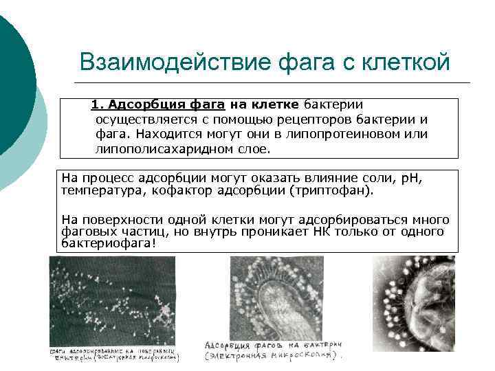 Взаимодействие фага с клеткой 1. Адсорбция фага на клетке бактерии осуществляется с помощью рецепторов
