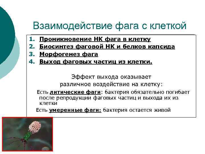 Взаимодействие фага с клеткой 1. 2. 3. 4. Проникновение НК фага в клетку Биосинтез