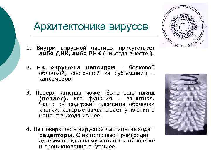 Вирусы микробиология презентация