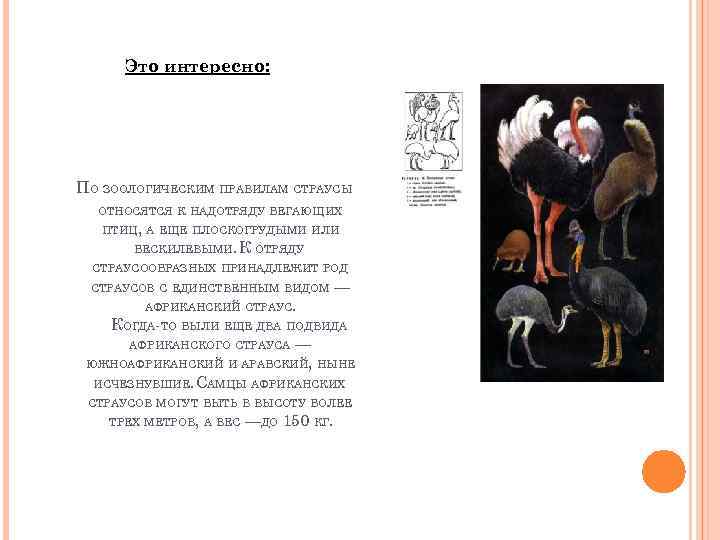 Это интересно: ПО ЗООЛОГИЧЕСКИМ ПРАВИЛАМ СТРАУСЫ ОТНОСЯТСЯ К НАДОТРЯДУ БЕГАЮЩИХ ПТИЦ, А ЕЩЕ ПЛОСКОГРУДЫМИ