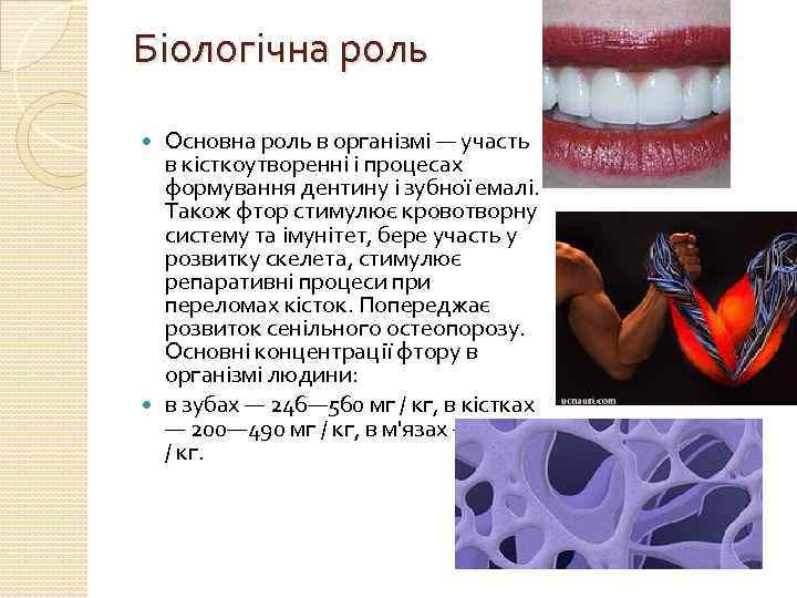 Біологічна роль Основна роль в організмі — участь в кісткоутворенні і процесах формування дентину