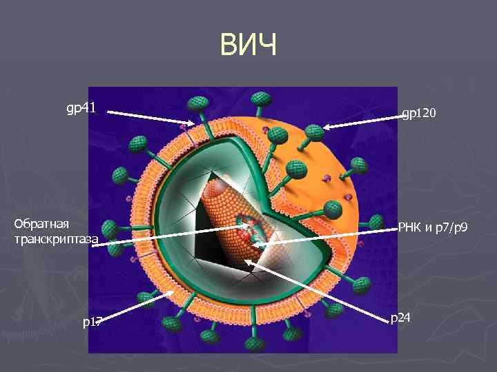 ВИЧ gp 41 Обратная транскриптаза p 17 gp 120 РНК и р7/р9 p 24