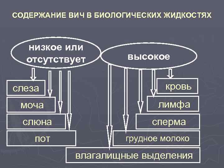 СОДЕРЖАНИЕ ВИЧ В БИОЛОГИЧЕСКИХ ЖИДКОСТЯХ низкое или отсутствует слеза моча слюна пот высокое кровь