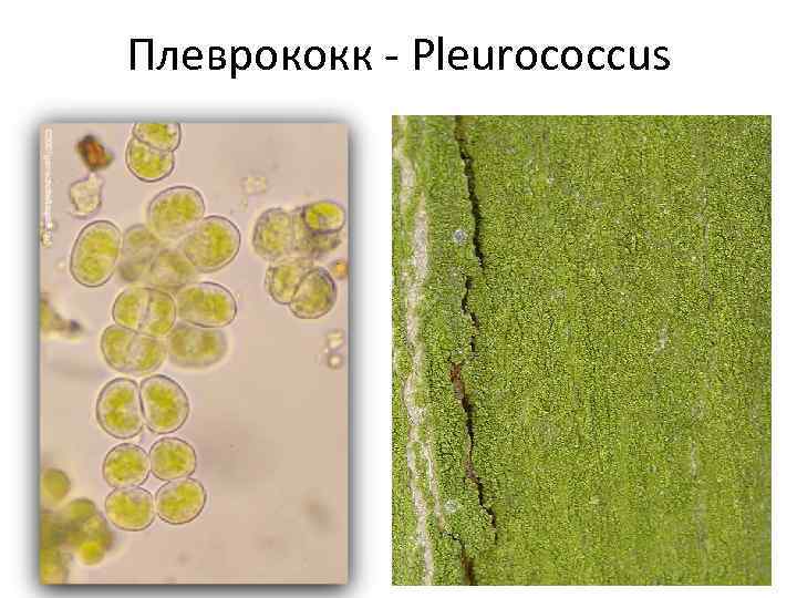 Рассмотрите изображение растений порфира пестрая редька дикая хлорелла