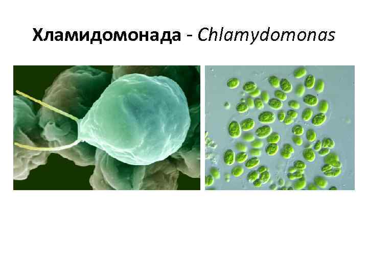 Хламидомонада - Chlamydomonas 