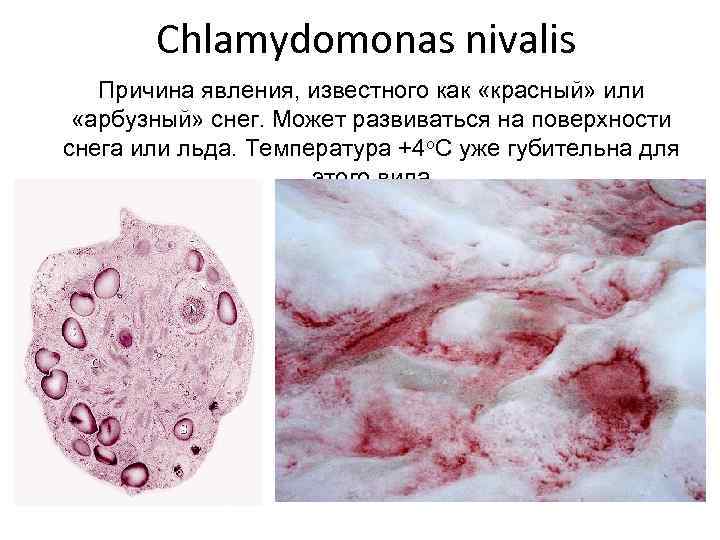 Chlamydomonas nivalis Причина явления, известного как «красный» или «арбузный» снег. Может развиваться на поверхности