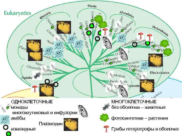 ОДНОКЛЕТОЧНЫЕ монады многожгутиковые и инфузории амёбы Плазмодии коккоидные МНОГОКЛЕТОЧНЫЕ без оболочки – животные фотосинтетики