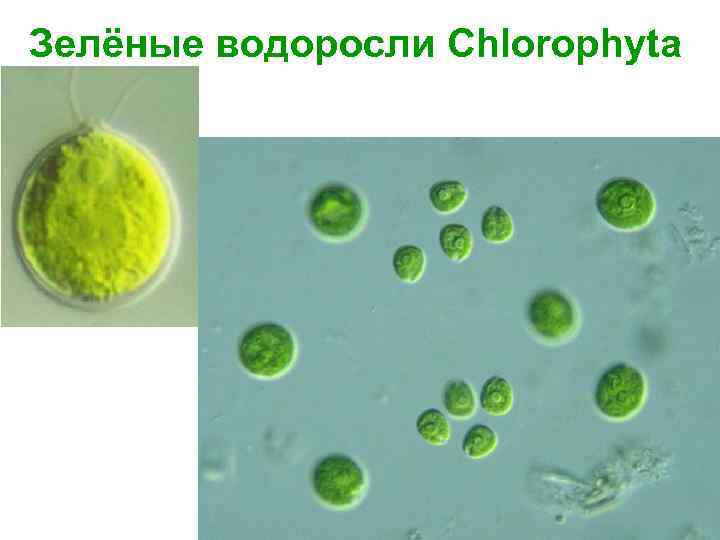 Зелёные водоросли Chlorophyta 