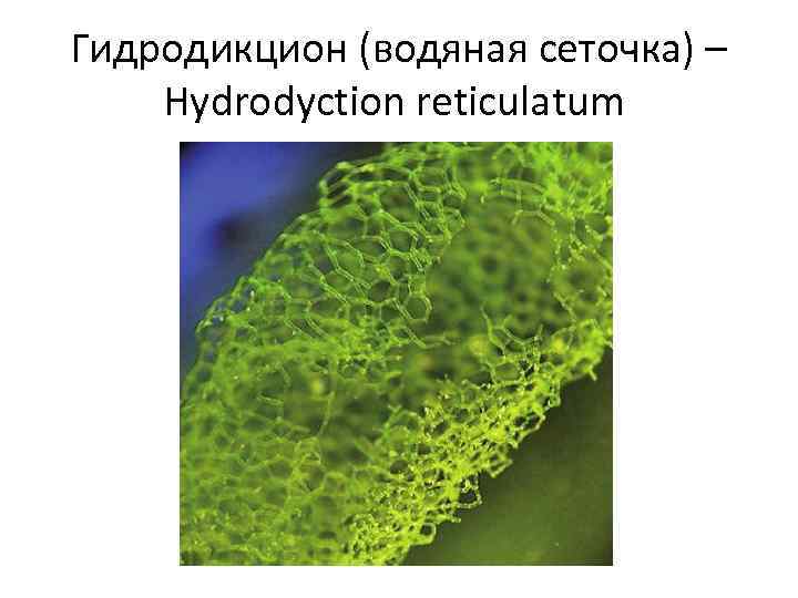 Гидродикцион (водяная сеточка) – Hydrodyction reticulatum 