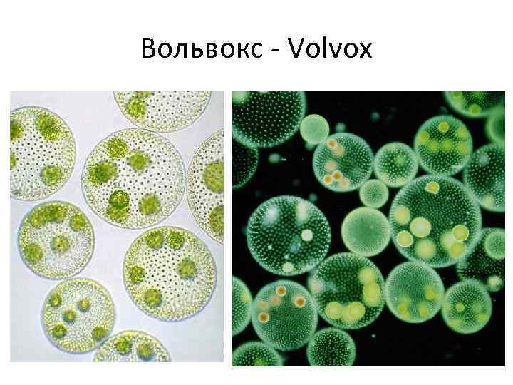 Колониальная одноклеточная водоросль