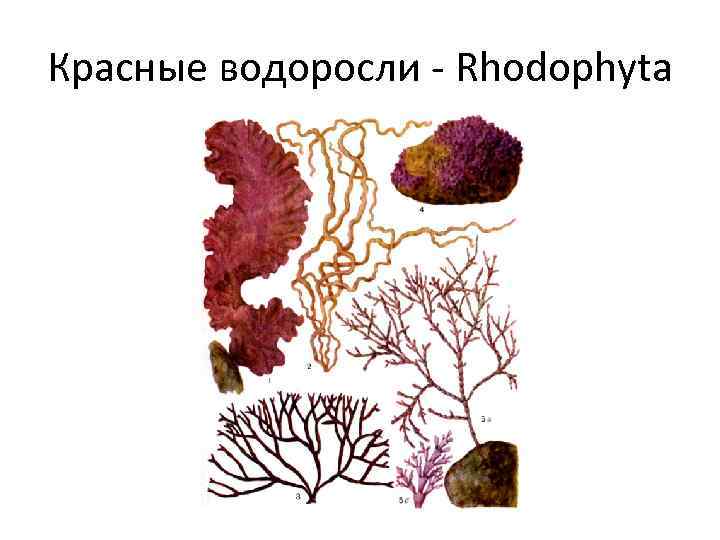 Красные водоросли - Rhodophyta 