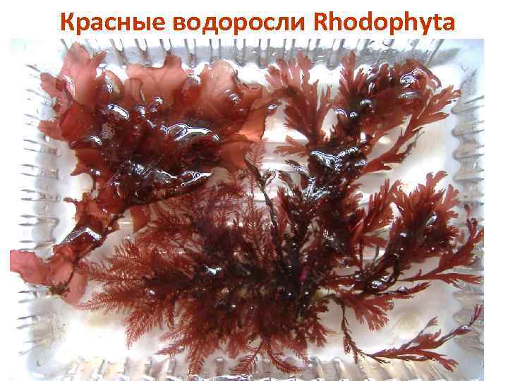 Красные водоросли Rhodophyta 