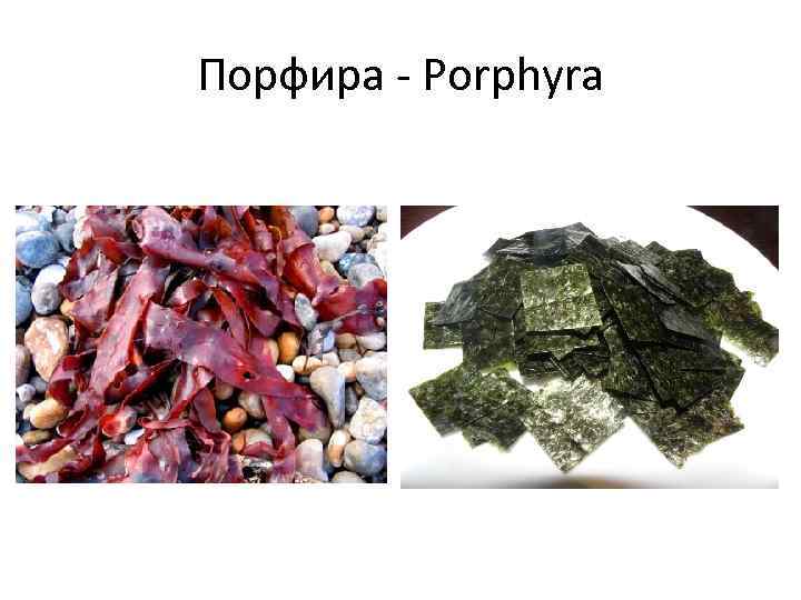 Порфира - Porphyra 