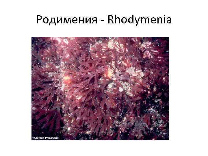 Родимения - Rhodymenia 