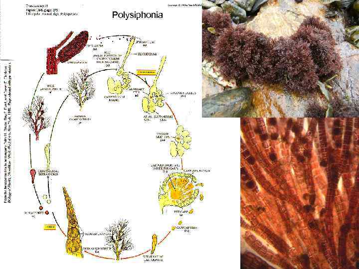 Polysiphonia 