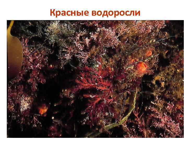 Красные водоросли 