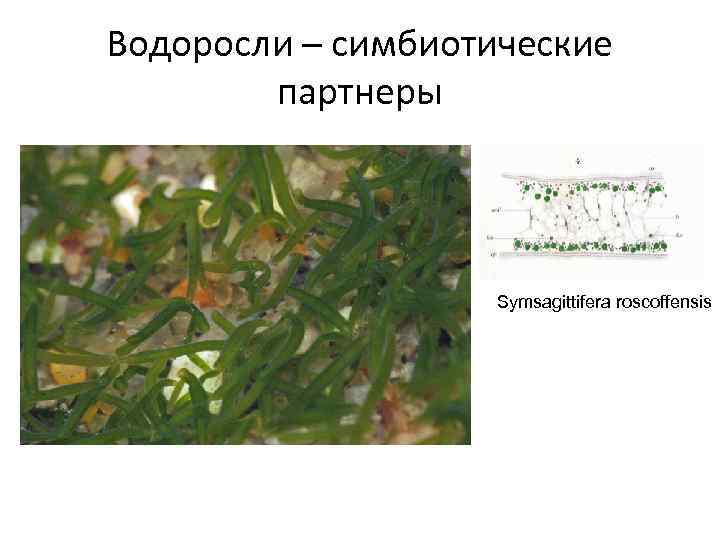 Водоросли – симбиотические партнеры Symsagittifera roscoffensis 