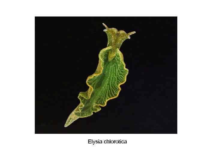  Elysia chlorotica 