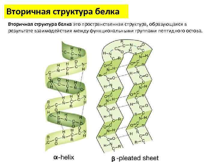 Вторичная структура белка фото