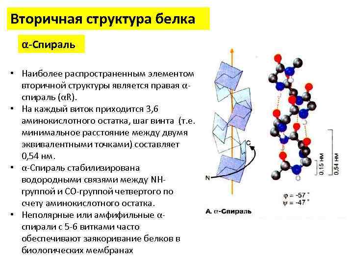 Вторичная структура белка фото