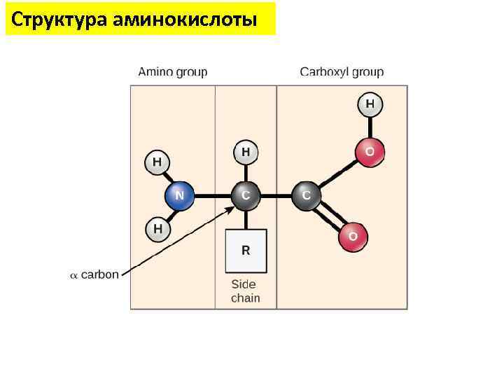 Структура аминокислот. Строение аминокислот биология. Четвертая структура аминокислот. Организационная структура аминокислот. Электронное строение аминокислот.