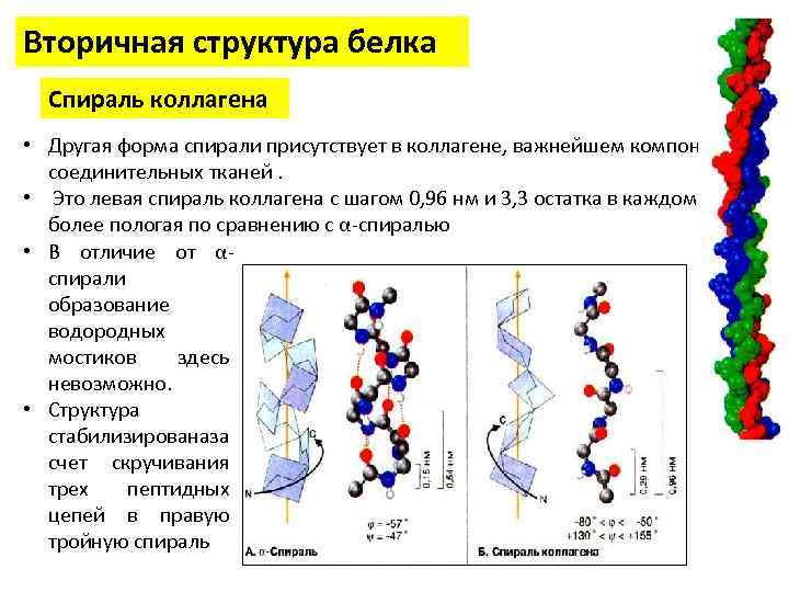 Вторичная структура белка фото