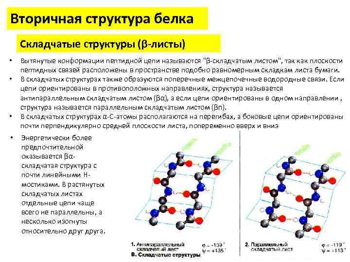 Рассмотрите схему участка первичной структуры молекулы белка какой цифрой обозначена пептидная связь