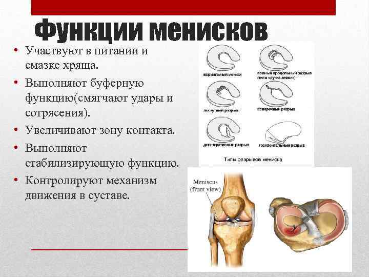 Функции менисков • Участвуют в питании и • • смазке хряща. Выполняют буферную функцию(смягчают