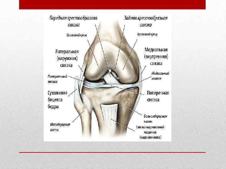 Повреждения коленного сустава презентация