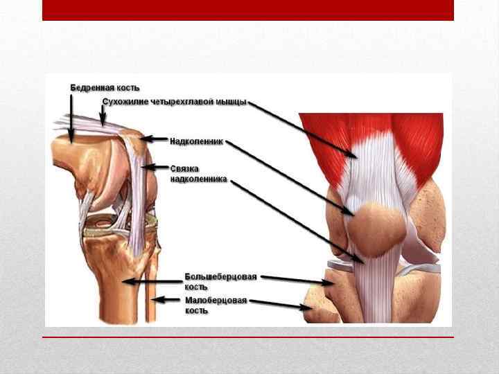 Повреждения коленного сустава презентация