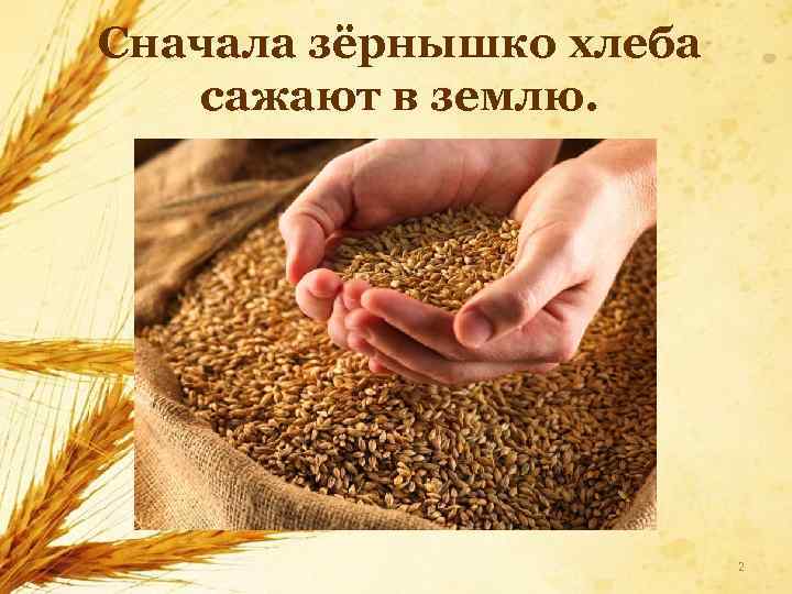 Сначала зёрнышко хлеба сажают в землю. 2 
