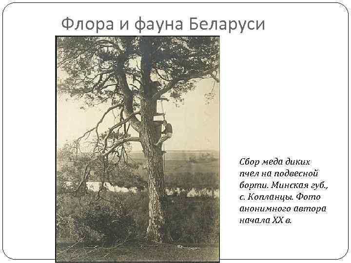 Флора и фауна Беларуси Сбор меда диких пчел на подвесной борти. Минская губ. ,