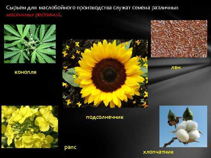 Сырьем для маслобойного производства служат семена различных масличных растений. лен конопля подсолнечник рапс хлопчатник